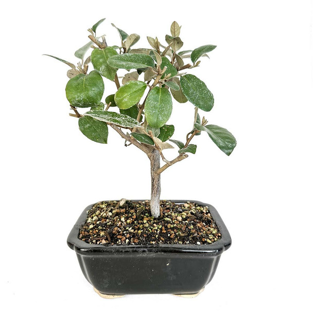 Miniature Silverberry Bonsai
