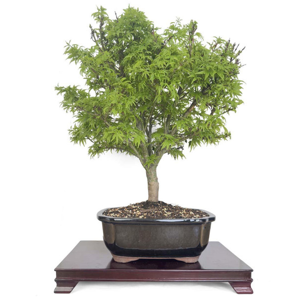 Artist Curated Sharp's Pygmy Japanese Maple - 294876