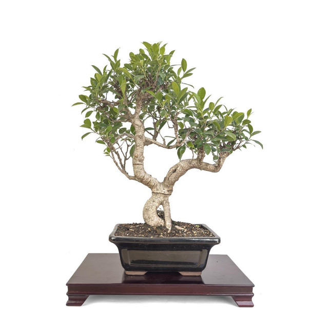 Artist Curated Golden Gate Ficus - 362301