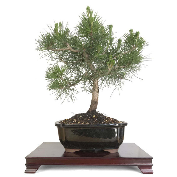 Artist Curated Japanese Black Pine - 362216