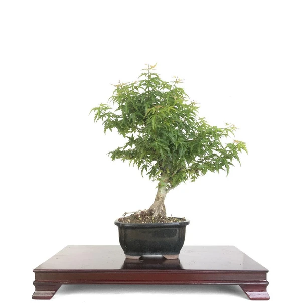 Artist Curated Koto Hime Japanese Maple - 299758