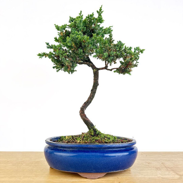 Artist Curated Juniper - 294867