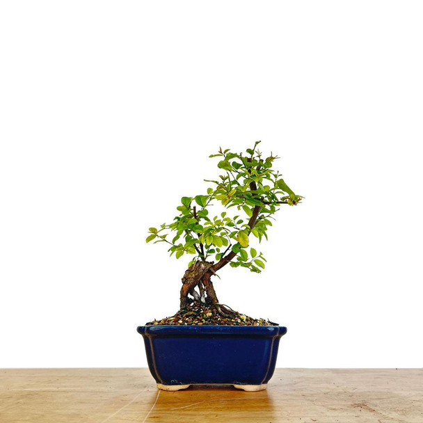 Artist Curated Chinese Sweet Plum - 294871