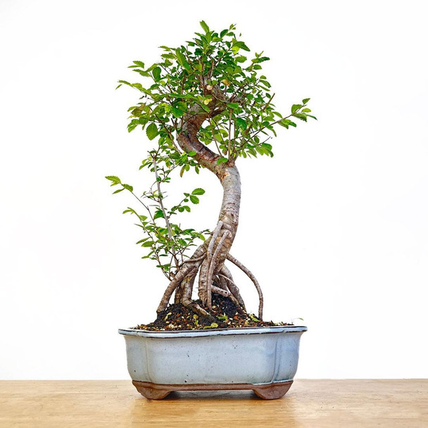 Artist Curated Chinese Elm - 294875