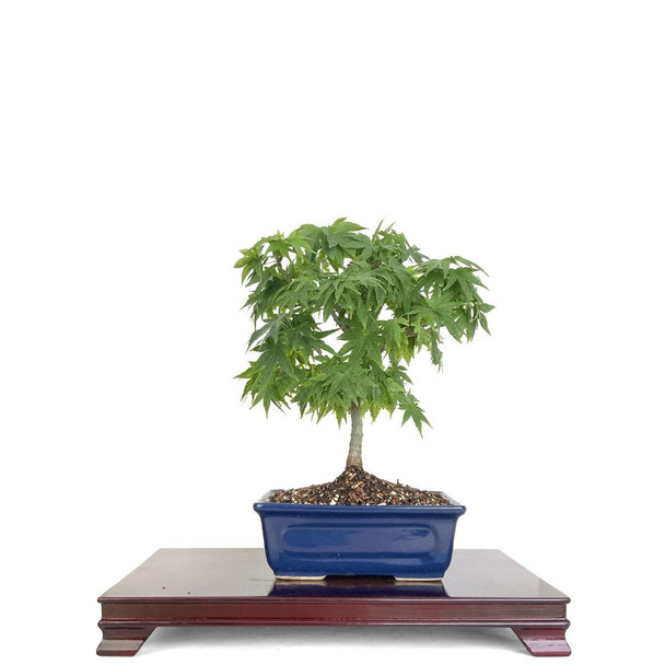 Artist Curated Japanese Mikawa Yatsubusa Maple - 294879