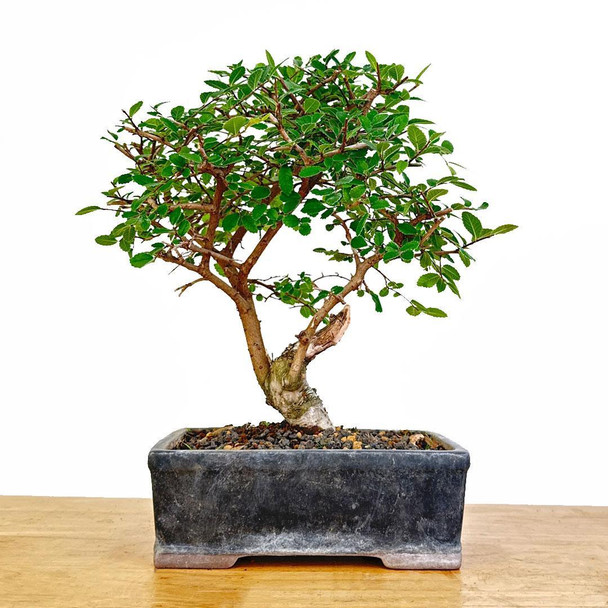 Artist Curated Chinese Elm - 470002