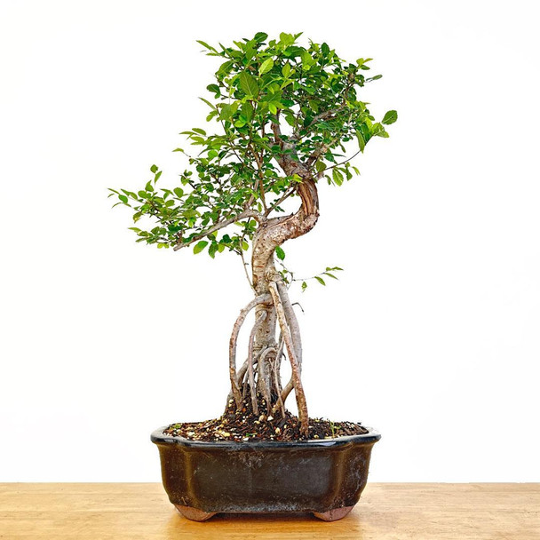 Artist Curated Chinese Elm - 470005