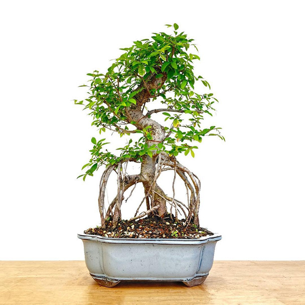 Artist Curated Chinese Elm - 470007