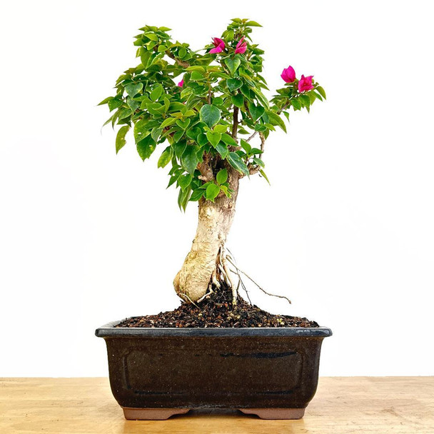 Artist Curated Bougainvillea - 470010