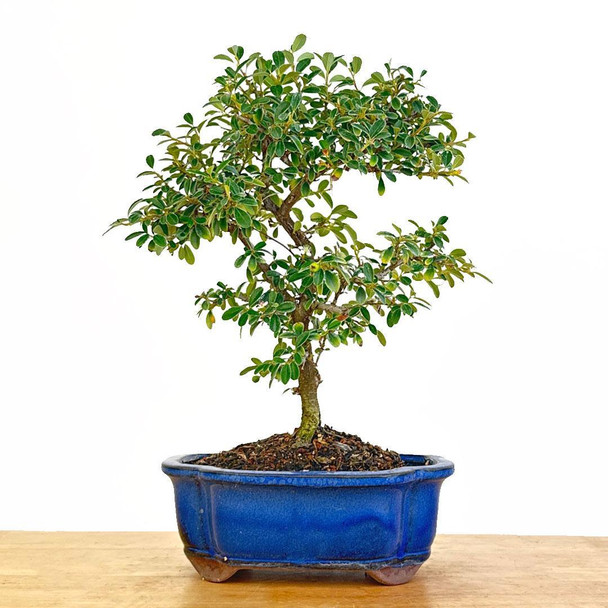 Artist Curated Cotoneaster - 470012