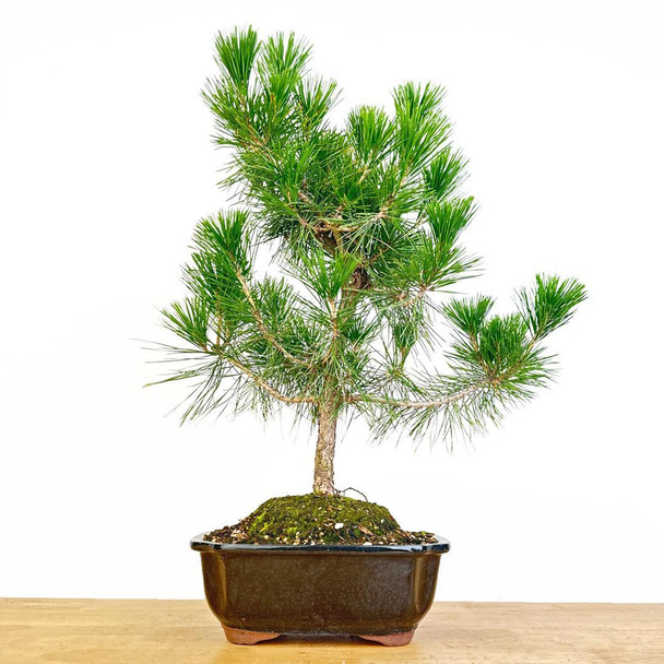 Artist Curated Japanese Black Pine - 470018