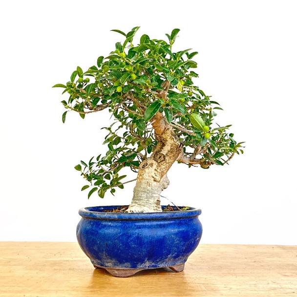 Artist Curated Ficus Burtt-Davyi - 470019