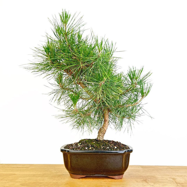 Artist Curated  Japanese Black Pine - 470020