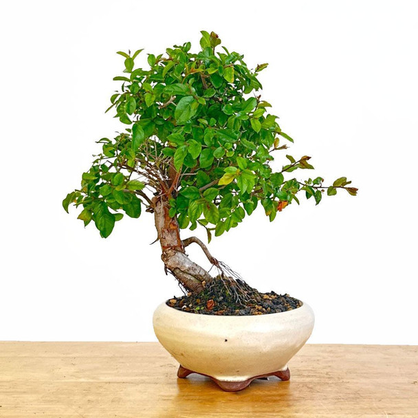 Artist Curated Chinese Sweet Plum - 470021