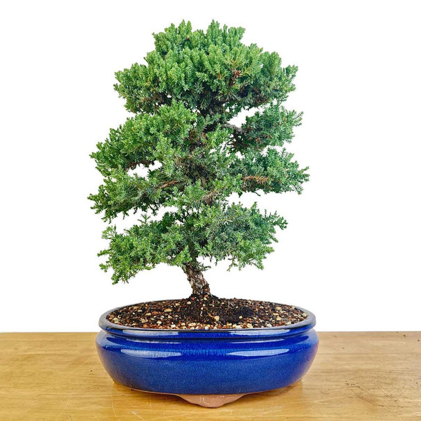 Artist Curated Juniper - 470028