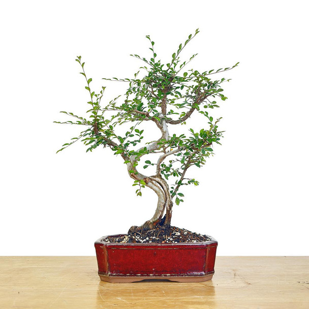 Artist Curated Chinese Elm - 470030
