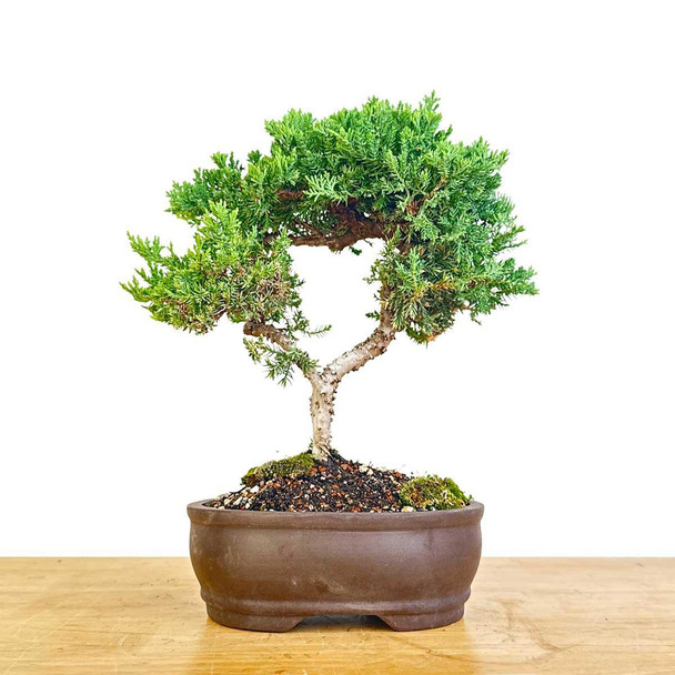 Artist Curated Juniper - 470032