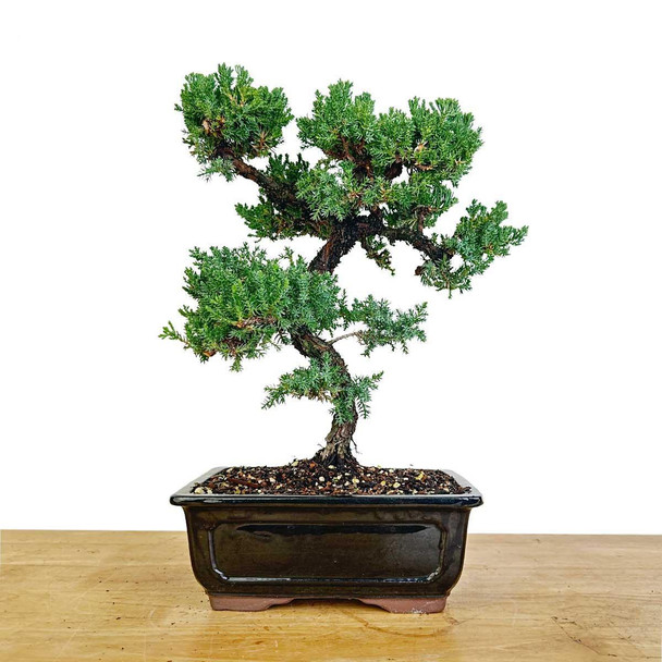 Artist Curated Juniper - 470034