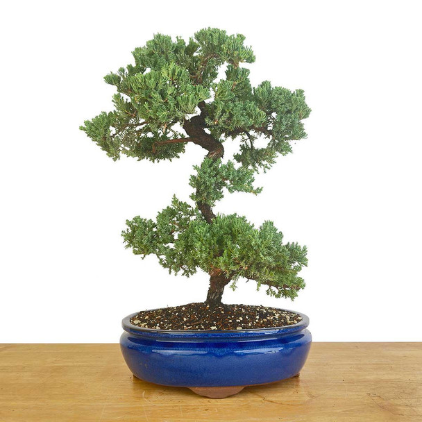 Artist Curated Juniper - 470035