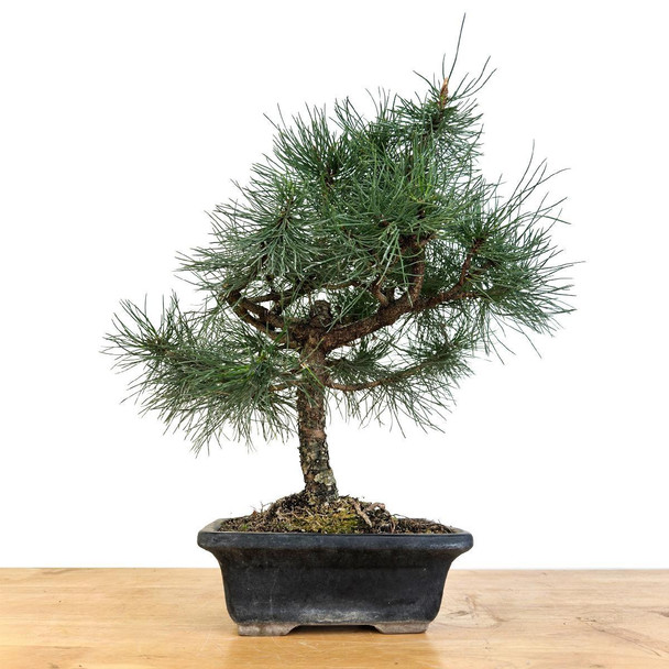 Artist Curated Austrian Black Pine - 470036