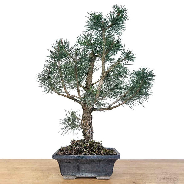 Artist Curated  Austrian Black Pine - 470038