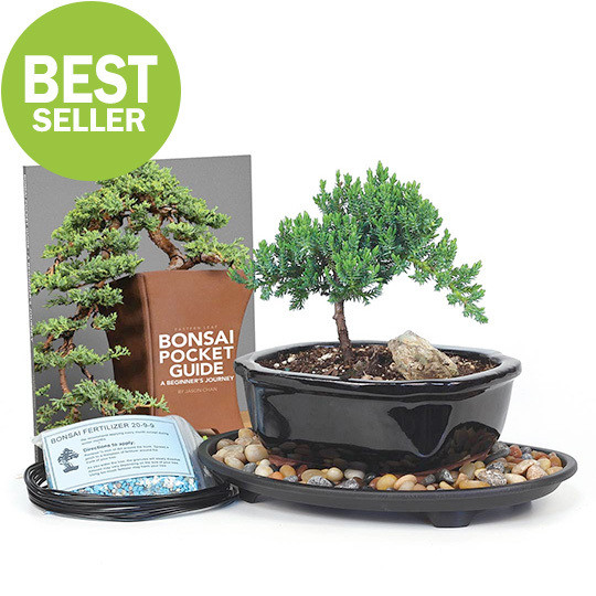 Bonsai Trees - Bonsai Sets, Seeds, & Gifts - Page 1 - Eastern Leaf