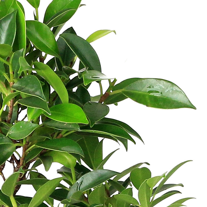Bonsai Golden Gate Ficus Bonsai from The Golden Gate