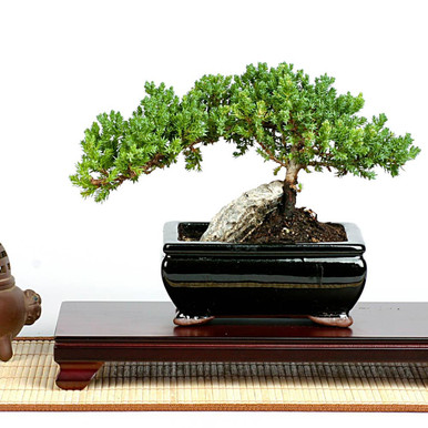 Easternleaf.com - Rock Juniper Bonsai Tree - Only $35.