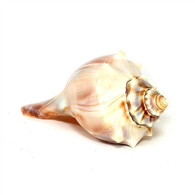 置物 atrantic whelk shell Amazon.com: Heyiwell 2PC Atlantic Whelk Sea Shell,Large