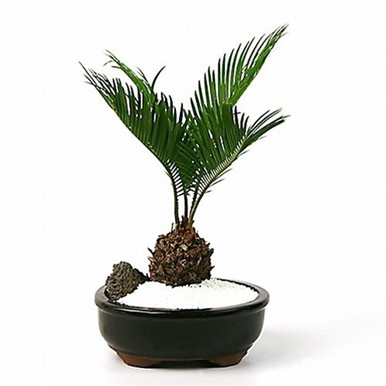Eastern Leaf Sago Palm