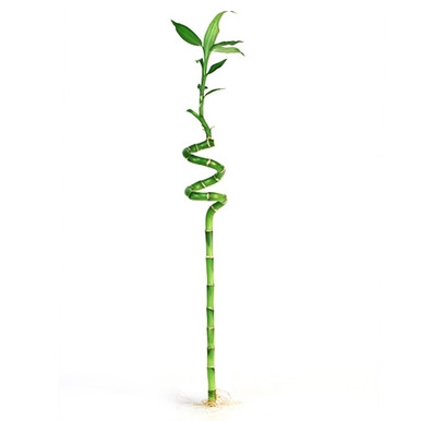 Lucky Bamboo - Individual Bamboo Sticks from EasternLeaf.com; Our lucky  bamboo stalks are selected from the Taiwan species which are stronger and  thicker when compared to the more commonly sold China species.