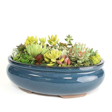 Large Oval Succulent Arrangement