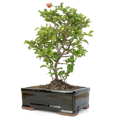 Flowering Quince Bonsai