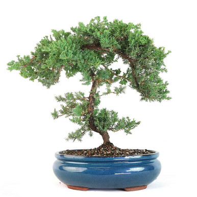 ASA, Nesuto, 39271270, theepot, bonsai, 2,0 l (1 stuk