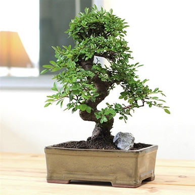 Limited Pot: Chinese Elm