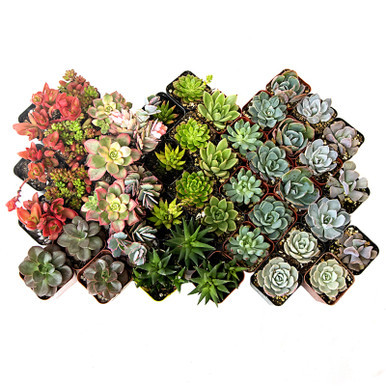 Succulent Color Assortment 2"- Set of 24