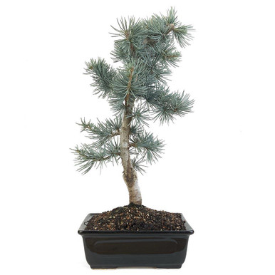 Trained Blue Atlas Cedar Bonsai
