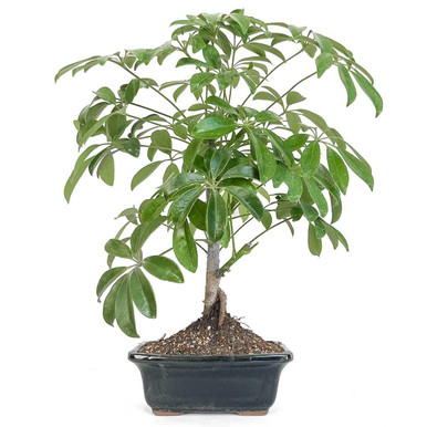Umbrella Tree Bonsai