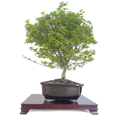 Artist Curated Koto Maru Japanese Maple - 294877 - Eastern Leaf
