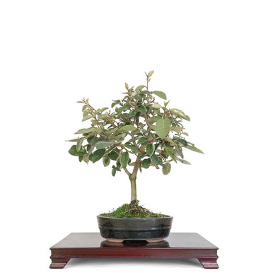Artist Curated Silverberry - 299773 - Eastern Leaf