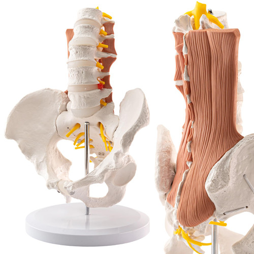1:1 Life Size Lumbar Spine Bone Model, Removable Female Pelvis Model
