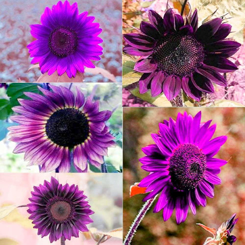 100 Pcs Rare Purple Sunflower Seeds Beautiful Flower for Planting Garden Decor