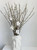 Dried Pussy Willow Branches, Natural Decorative Branches, 27 Inches
