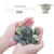 SnowTing 30 PCS Aquarium Plant Weights with Cable Ties, Aquarium Plant Anchors for Fixing Aquatic Live Plants, Anti-Floating Stone Flakes Weighted Blocks, Green