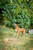 YES4QUALITY Flirt Pole for Dogs, 2 Durable Spring Poles with Strong Dog Rope Toy, Heavy Duty Lure Pole for Dogs of Any Size, Dog Toy for Fun Obedience Training & Exercise, Pull & Tug of War Toy