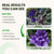 Humboldts Secret Base A & B Liquid Fertilizer, Hydroponic, 32 Ounce Set