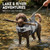 ASENKU Dog Life Jacket - Pet Safety Vest for Swimming & Boating, Shark Life Jacket with Floatation, Dog Lifesavers Swimsuits for Small Medium Large Dogs (Grey, L)