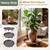 Briwooody 1 Pcs 24 Inch Large Round Plant Saucer with Lockable Wheels Flower Plant Trays Heavy Duty Round Water Catcher Easy to Move for Pots Indoors Outdoor Garden (Copper Gold)