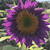 100 Pcs Rare Purple Sunflower Seeds Beautiful Flower for Planting Garden Decor