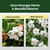 Gardenia Fertilizer for Vibrant Growth & Fragrant, Beautiful Blooms, 32oz
